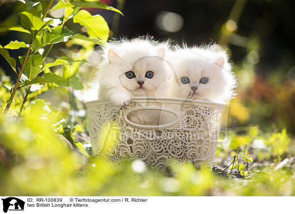 zwei Britisch Langhaar Ktzchen / two British Longhair kittens / RR-100839