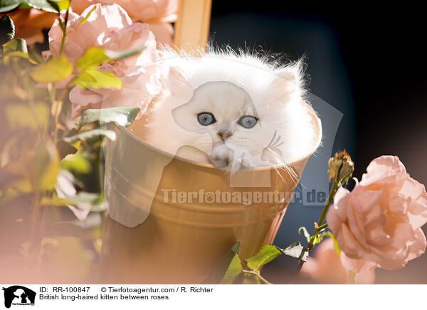 British long-haired kitten between roses / RR-100847