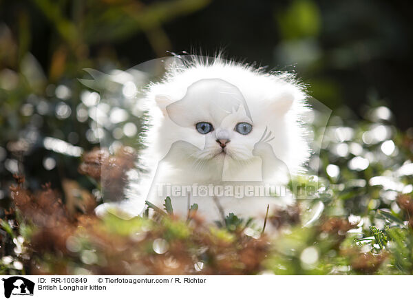 British Longhair kitten / RR-100849