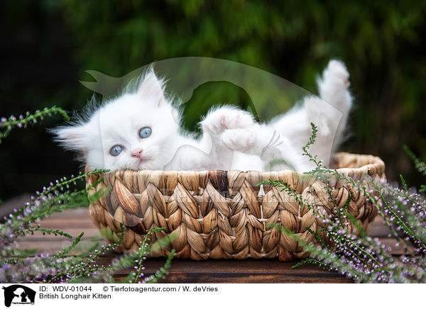 British Longhair Kitten / WDV-01044