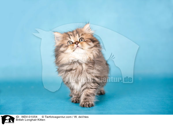 British Longhair Kitten / WDV-01054