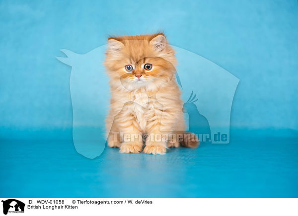 British Longhair Kitten / WDV-01058