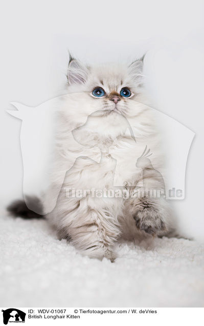 British Longhair Kitten / WDV-01067