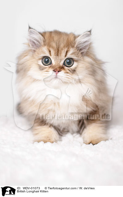 Britisch Langhaar Ktzchen / British Longhair Kitten / WDV-01073