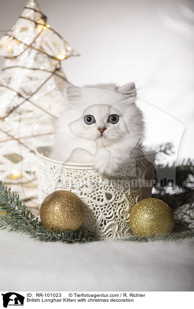 Britisch Langhaar Ktzchen mit weihnachtlicher Dekoration / British Longhair Kitten with christmas decoration / RR-101023