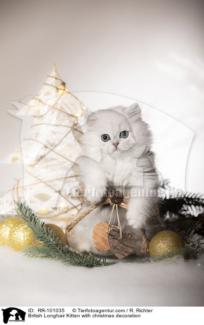 Britisch Langhaar Ktzchen mit weihnachtlicher Dekoration / British Longhair Kitten with christmas decoration / RR-101035