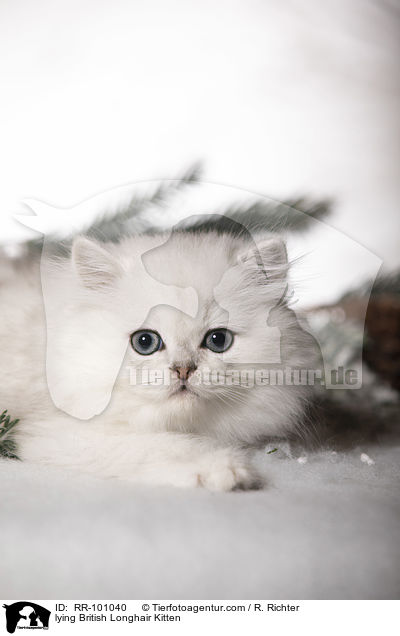 liegendes Britisch Langhaar Ktzchen / lying British Longhair Kitten / RR-101040