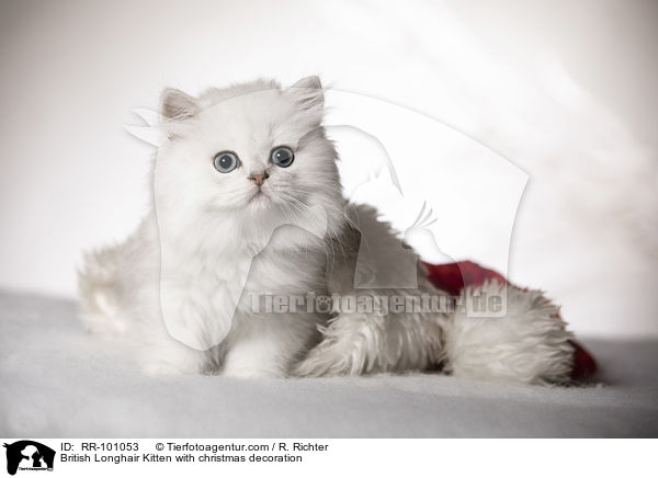 Britisch Langhaar Ktzchen mit weihnachtlicher Dekoration / British Longhair Kitten with christmas decoration / RR-101053