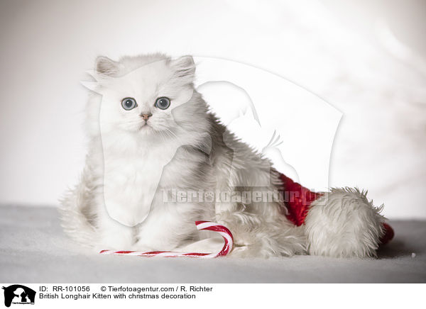 Britisch Langhaar Ktzchen mit weihnachtlicher Dekoration / British Longhair Kitten with christmas decoration / RR-101056