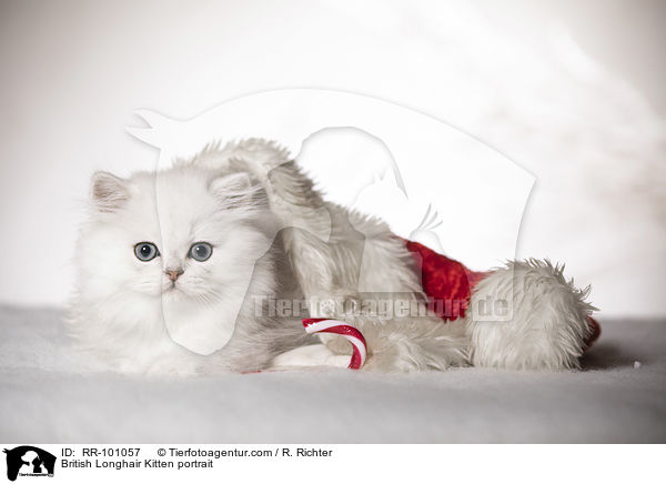 Britisch Langhaar Ktzchen Portrait / British Longhair Kitten portrait / RR-101057