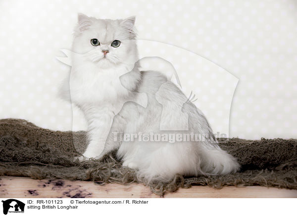 sitzende Britisch Langhaar / sitting British Longhair / RR-101123