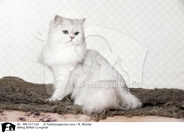 sitzende Britisch Langhaar / sitting British Longhair / RR-101124