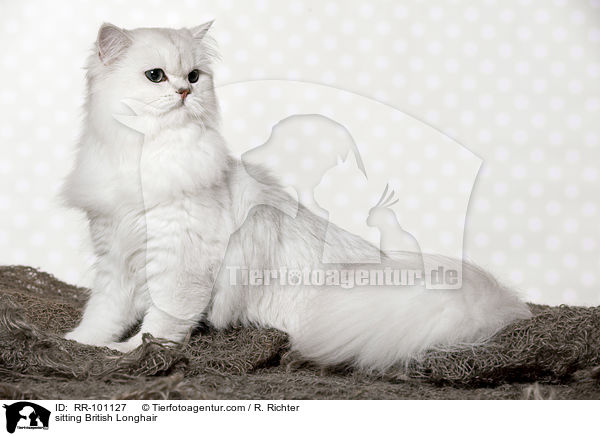 sitzende Britisch Langhaar / sitting British Longhair / RR-101127