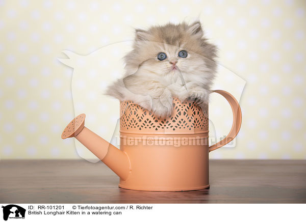 British Longhair Kitten in a watering can / RR-101201