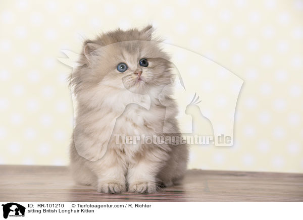 sitting British Longhair Kitten / RR-101210