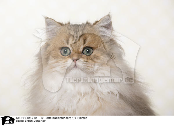 sitzender Britisch Langhaar / sitting British Longhair / RR-101219