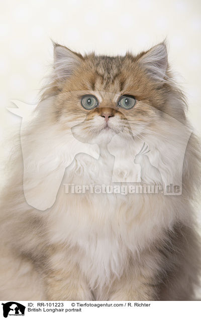 British Longhair portrait / RR-101223