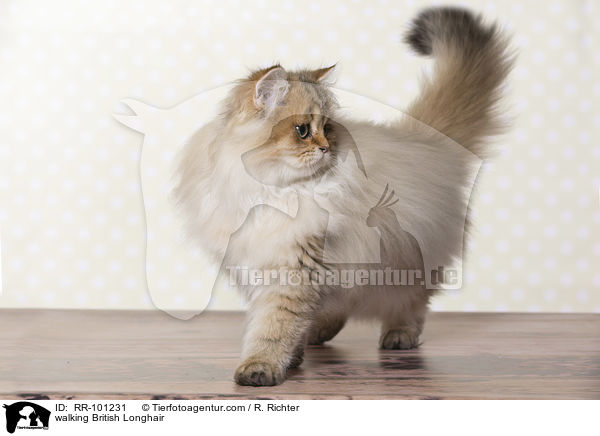 laufender Britisch Langhaar / walking British Longhair / RR-101231