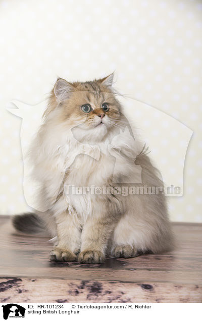 sitzender Britisch Langhaar / sitting British Longhair / RR-101234