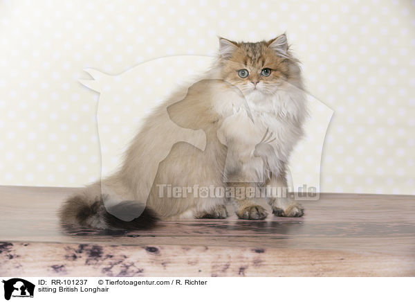 sitzender Britisch Langhaar / sitting British Longhair / RR-101237