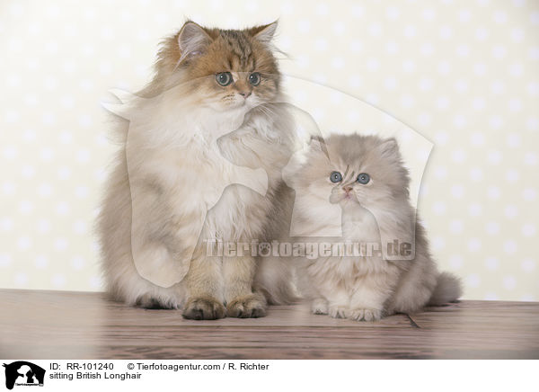 sitting British Longhair / RR-101240