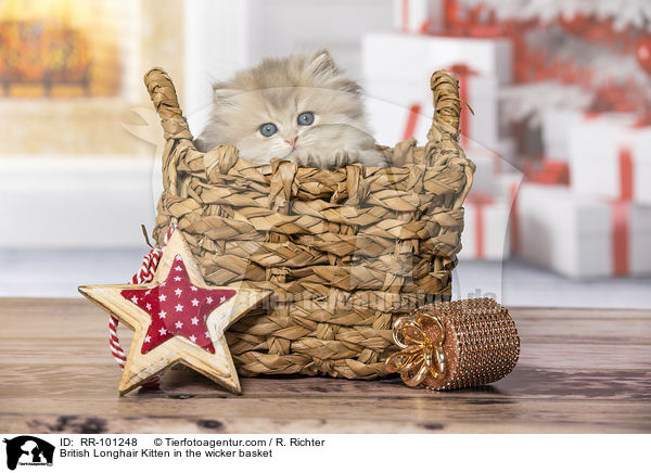 British Longhair Kitten in the wicker basket / RR-101248