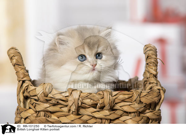 Britisch Langhaar Ktzchen Portrait / British Longhair Kitten portrait / RR-101250