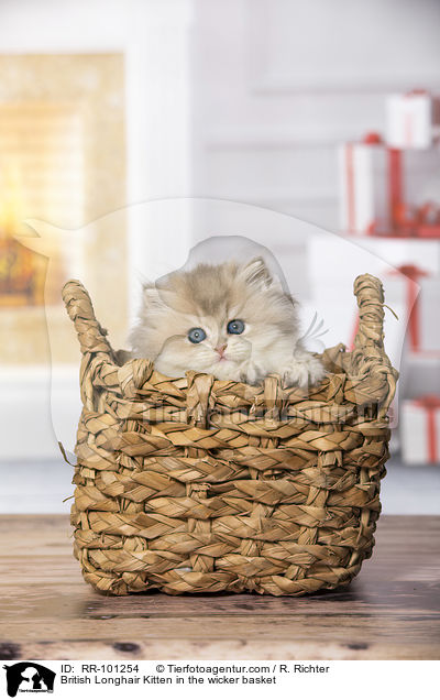 British Longhair Kitten in the wicker basket / RR-101254