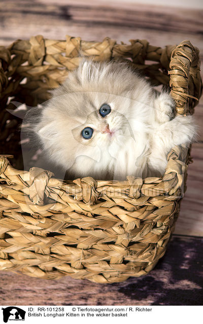 British Longhair Kitten in the wicker basket / RR-101258