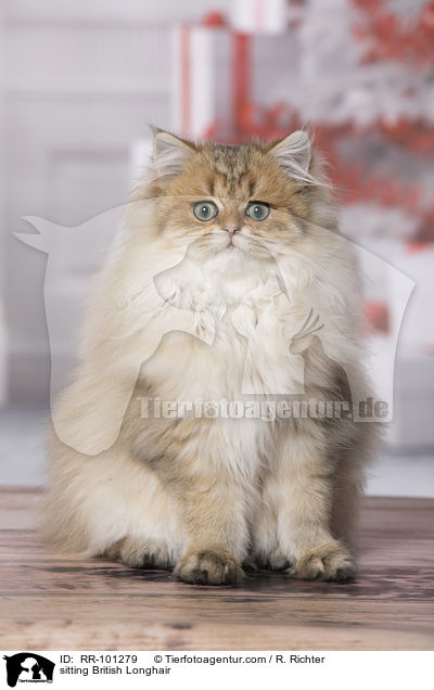 sitting British Longhair / RR-101279