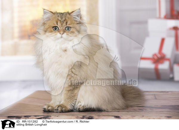 sitting British Longhair / RR-101282