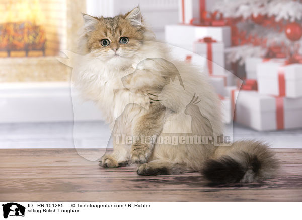 sitting British Longhair / RR-101285