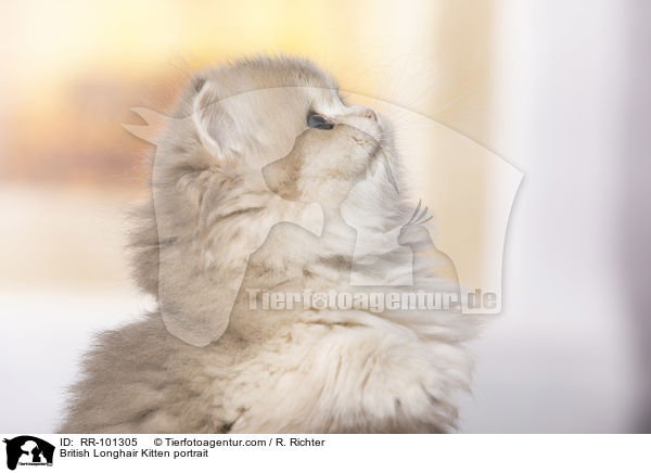 Britisch Langhaar Ktzchen Portrait / British Longhair Kitten portrait / RR-101305