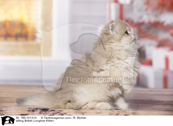 sitzendes Britisch Langhaar Ktzchen / sitting British Longhair Kitten / RR-101310