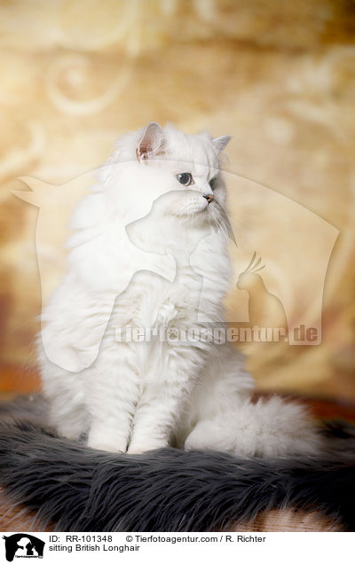 sitzender Britisch Langhaar / sitting British Longhair / RR-101348