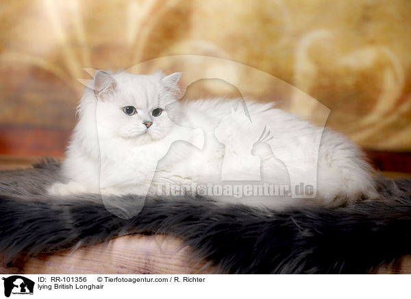 liegender Britisch Langhaar / lying British Longhair / RR-101356