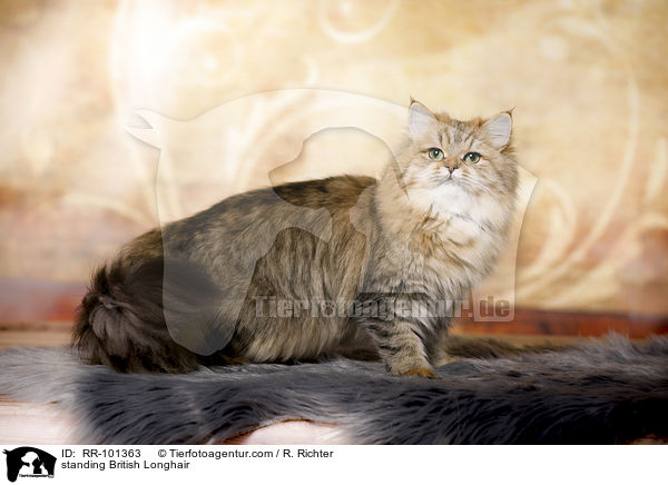 stehender Britisch Langhaar / standing British Longhair / RR-101363