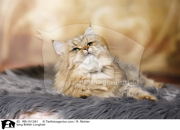 liegender Britisch Langhaar / lying British Longhair / RR-101381