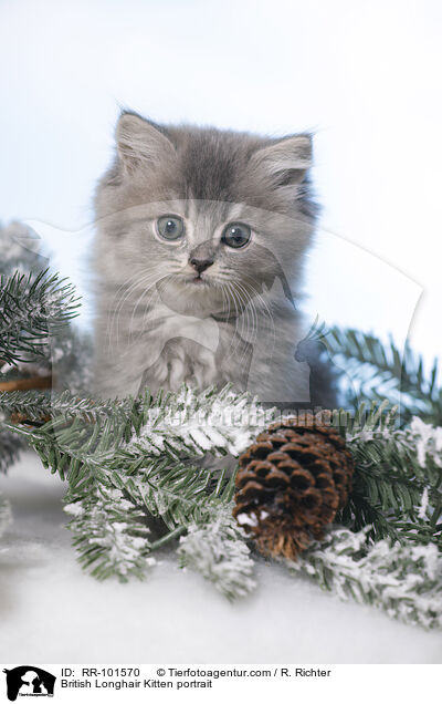 British Longhair Kitten portrait / RR-101570