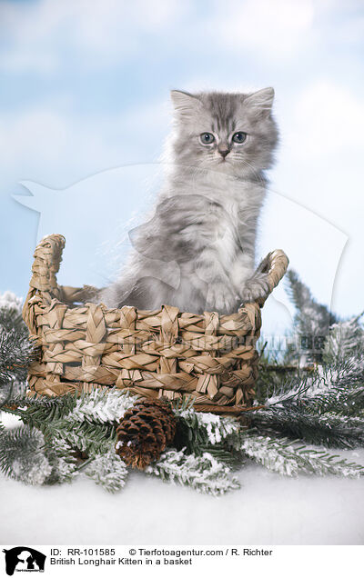 British Longhair Kitten in a basket / RR-101585