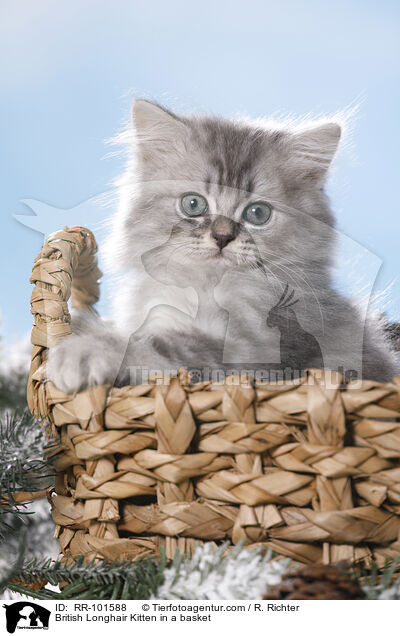 British Longhair Kitten in a basket / RR-101588