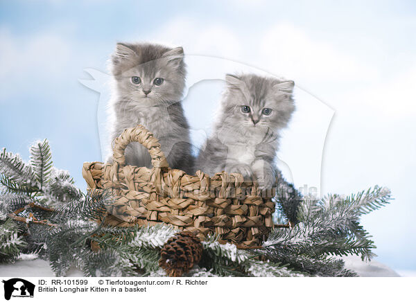 British Longhair Kitten in a basket / RR-101599