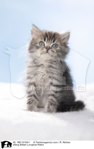 sitting British Longhair Kitten / RR-101641