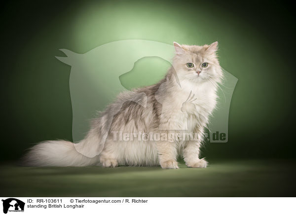 standing British Longhair / RR-103611