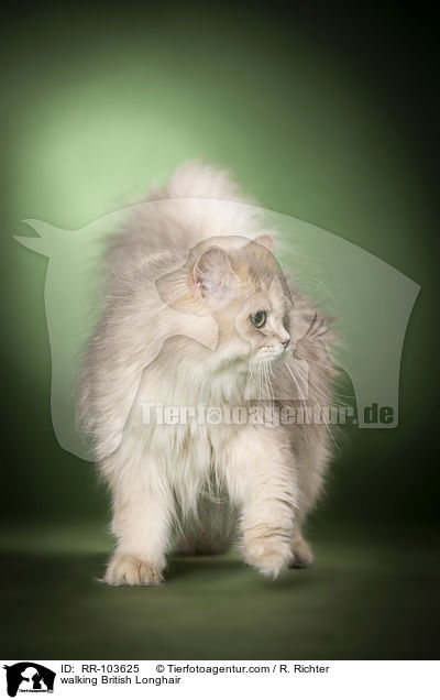 laufende Britisch Langhaar / walking British Longhair / RR-103625