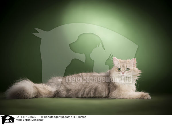 liegende Britisch Langhaar / lying British Longhair / RR-103632