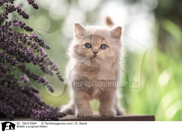 Britisch Langhaar Ktzchen / British Longhair Kitten / DS-01664