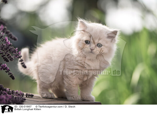 Britisch Langhaar Ktzchen / British Longhair Kitten / DS-01667
