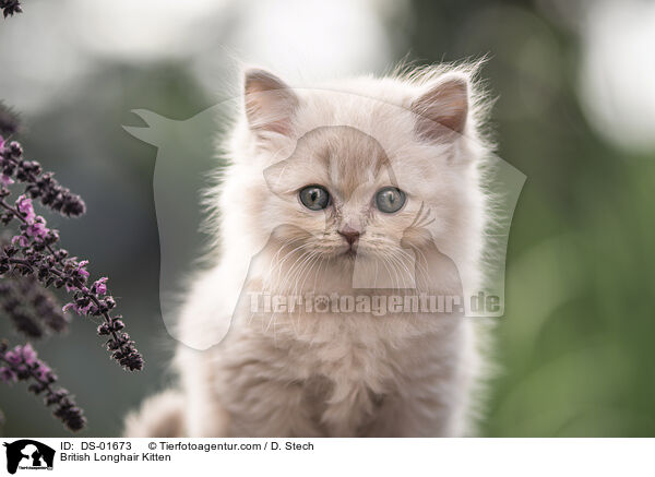 Britisch Langhaar Ktzchen / British Longhair Kitten / DS-01673