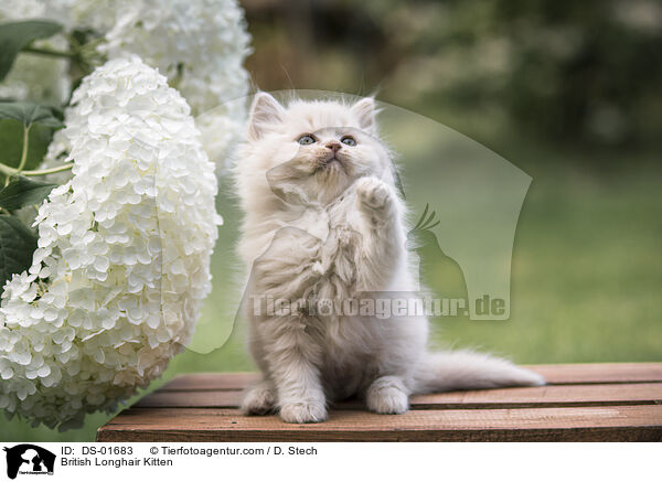 Britisch Langhaar Ktzchen / British Longhair Kitten / DS-01683